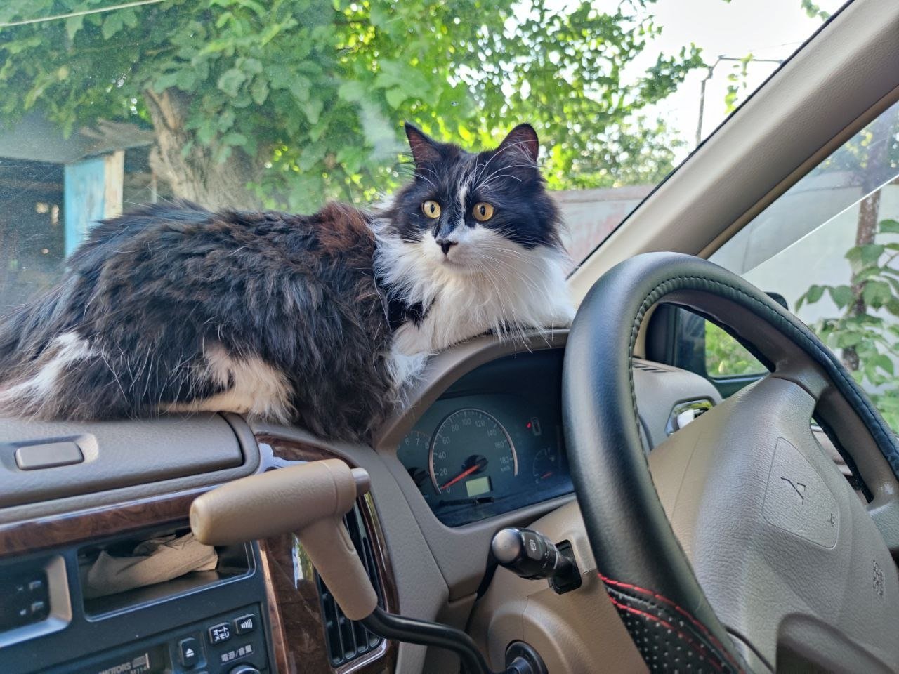 Кот, кошка, домашние животные, машина, автомобиль Елена Гиневская, ИА Stavropol.Media
